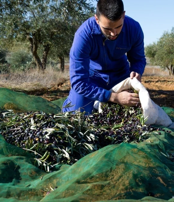 solution-suivi-temps-arboriculteurs